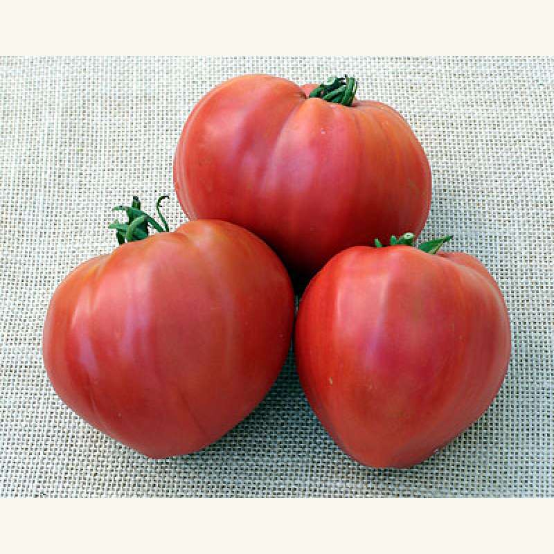 tomatensamen-kaufen-tomate-kosovo-lycopersicon-esculentum-tomatensamen