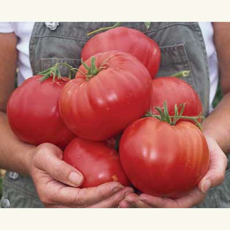 tomatensamen-kaufen-tomate-mexico-lycopersicon-esculentum-tomatensamen
