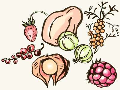 Beeren & Früchte