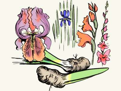 Schwert­lilien (Iris) Knollen
