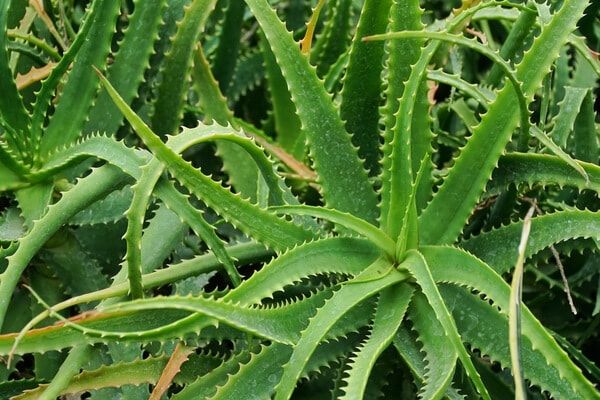 Aloe arborescens Samen