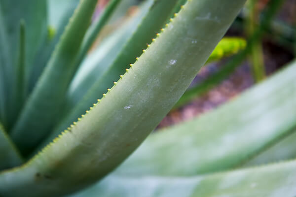 Aloe Cryptopoda