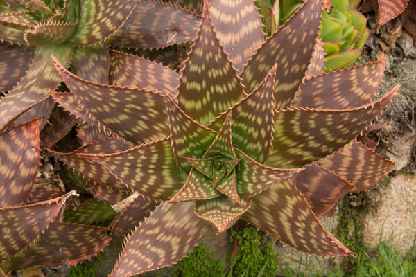 Aloe Maculata