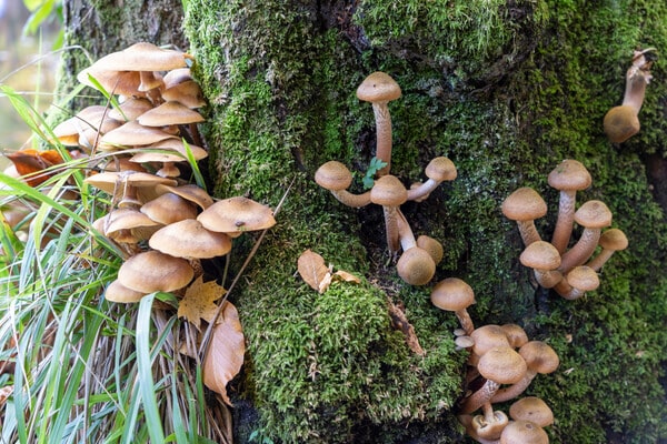 Fruchtkörper des Hallimasch-Pilzes (Armillaria)