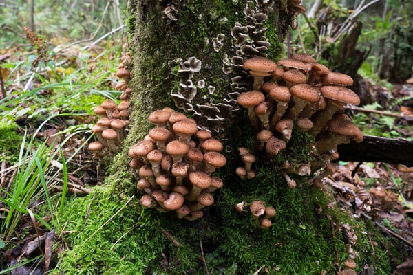 Fruchtkörper des Hallimasch-Pilzes (Armillaria)