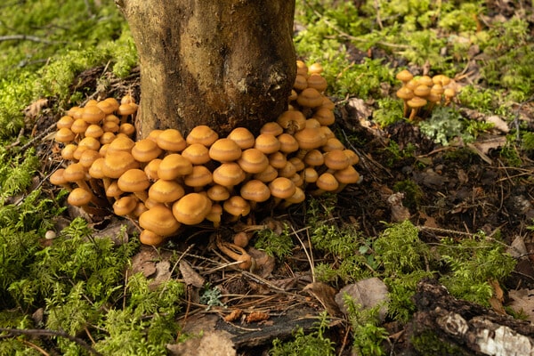 Fruchtkörper des Hallimasch-Pilzes (Armillaria)