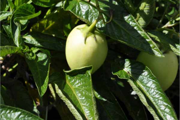 Birnenmelonen am reifen