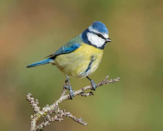 Blaumeisen unterstützen