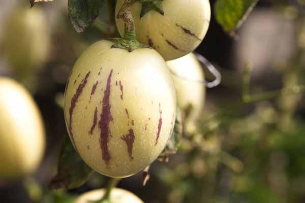 Birnenmelonen Frucht