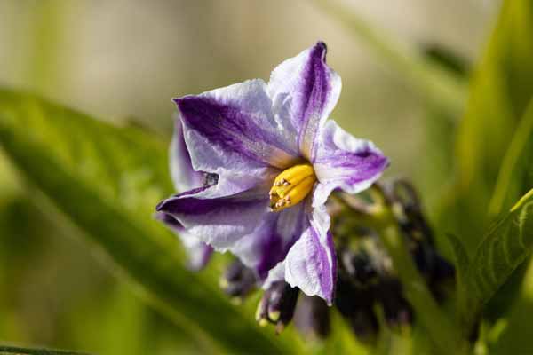 Birnenmelonen Blüte