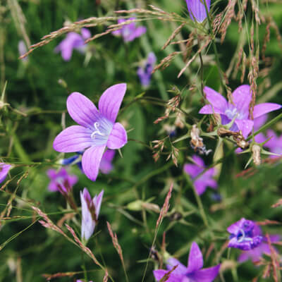 Glockenblume