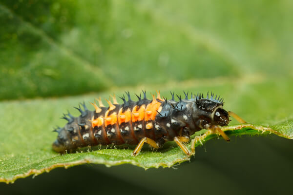 Coccinella septempuncata Larve