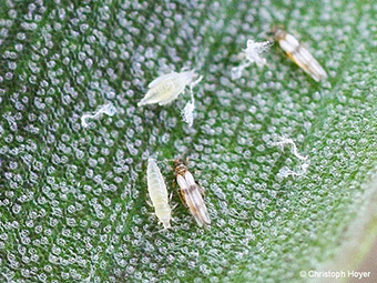 Drazänenthrips Adulte und Larven