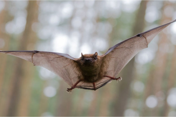 Fledermaus