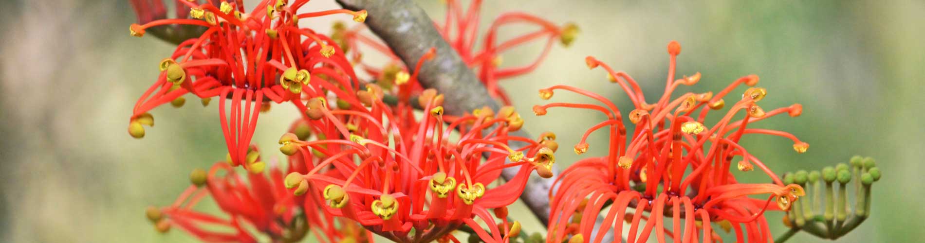 Australischer Feuerradbaum - Gartenblog