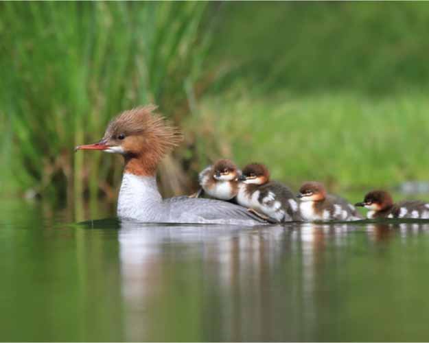 Gänsesägerfamilie