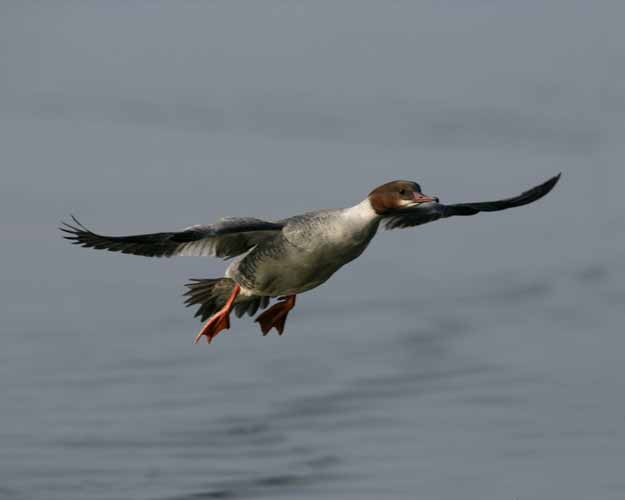 Gänsesäger im Flug