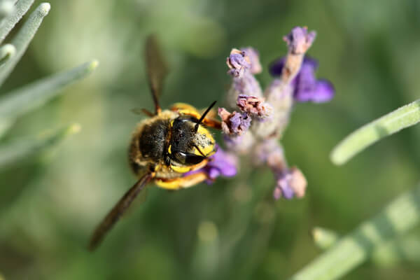 Garten-Wollbiene (Anthidium manicatum)