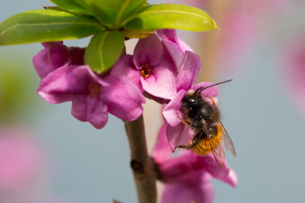 Gehörnte Mauer­biene (Osmia cornuta)