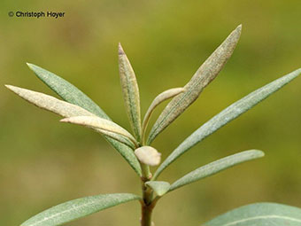 Spinnmilbe an Oleander 