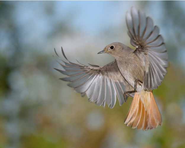 Hausrotschwanz im Flug