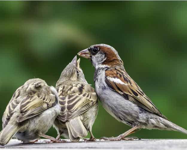 Haussperling mit Jungtieren