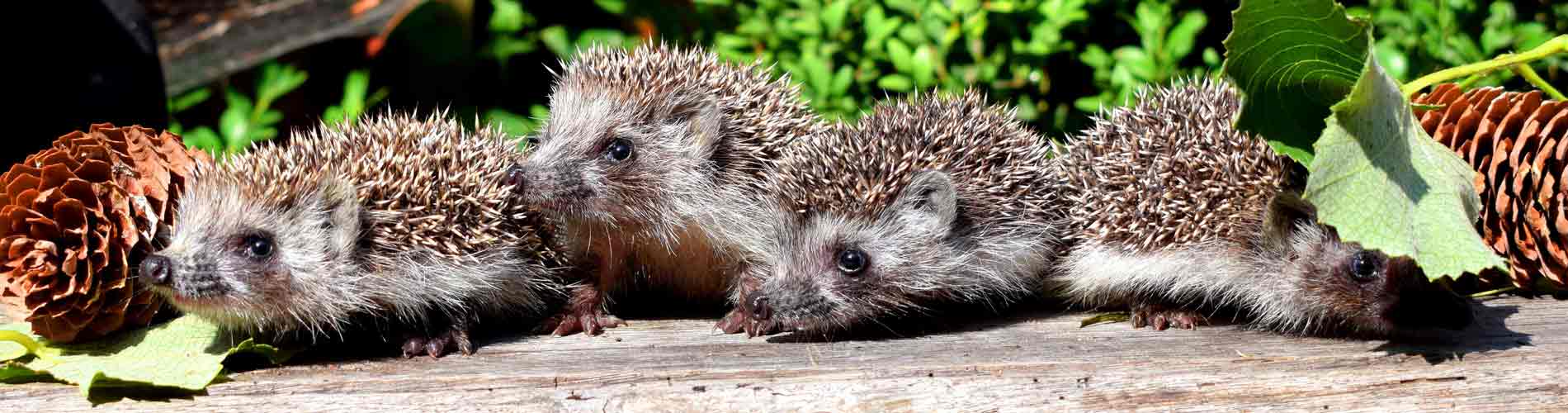 Igel - Ein unterschätzter Nützling