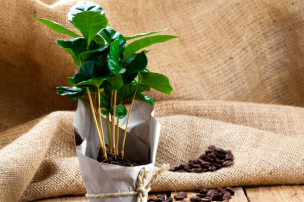 Kaffeebaum (Coffea arabica) Pflanze