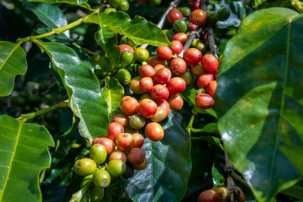 Kaffeebaum (Coffea arabica) Früchte