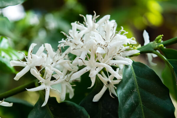 Kaffeebaum (Coffea arabica) Blüte