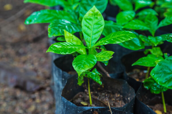 Kaffeebaum (Coffea arabica) Jungpflanze