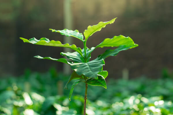 Kaffeebaum (Coffea arabica) Jungpflanze