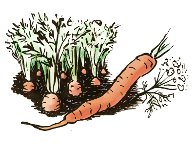 Karottensamen