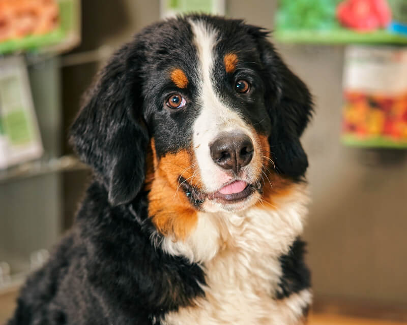 Kaya - unser Saemereien-Maskottchen