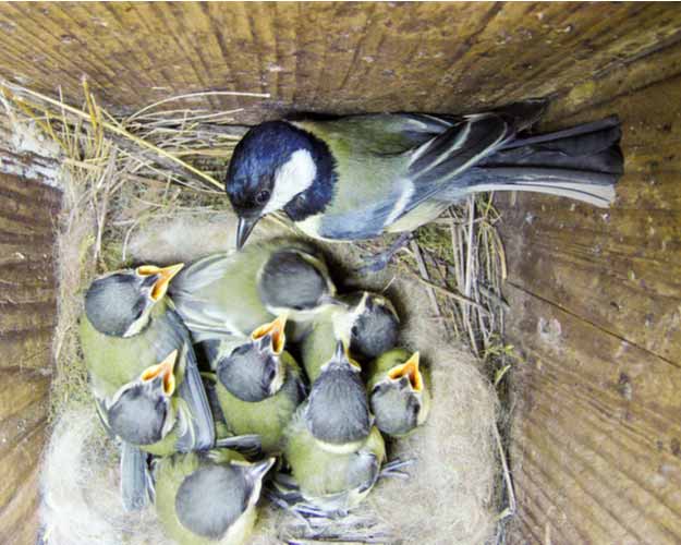 Kohlmeisenfamilie im Nistkasten