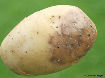 Krautfäule an Kartoffel
