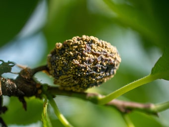 Fruchtmumie durch Monilia fructigena an Zwetschge