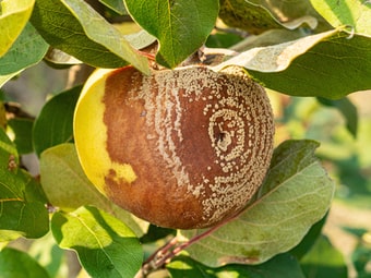 Monilia Fruchfäule an Apfel (Monilia-laxa