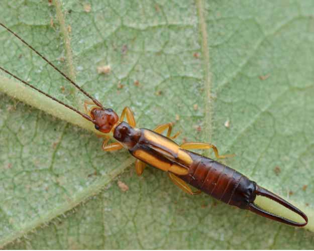 Ohrwurm auf Blatt