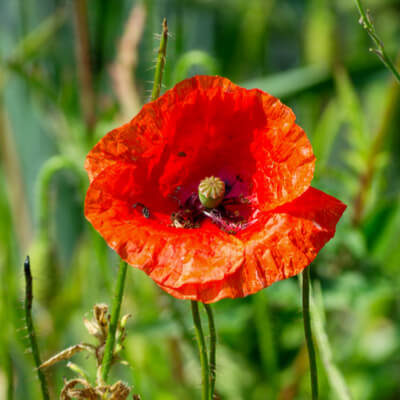 Klatschmohn