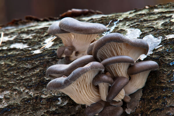 Fruchtkörper des Austernseitlings (Pleurotus ostreatus)