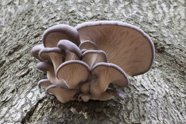 Fruchtkörper des Austernseitlings (Pleurotus ostreatus)