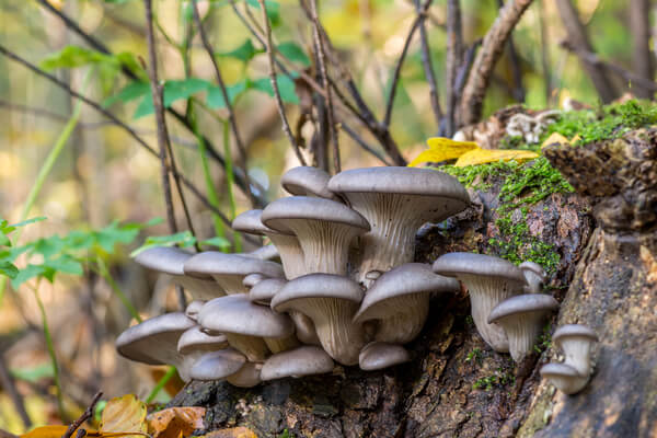 Fruchtkörper des Austernseitlings (Pleurotus ostreatus)