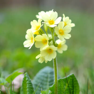 Waldschlüsselblume