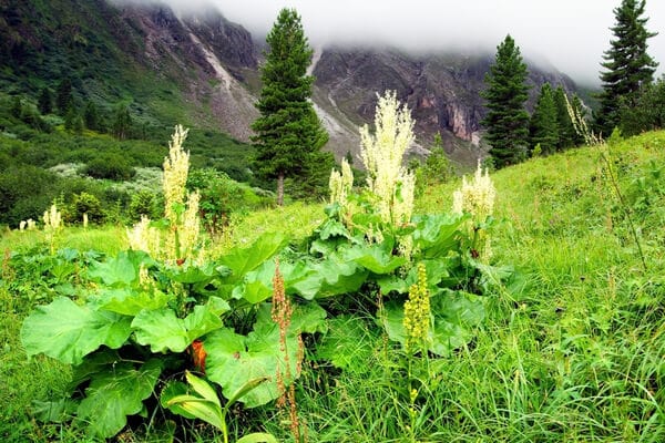 Chinesischer Rhabarber (Rheum officinale)