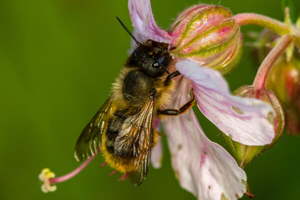 Rostrote Mauter­biene (Osmia bicornis)