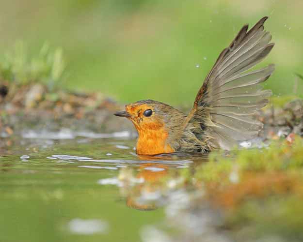 Rotkehlchen am Baden