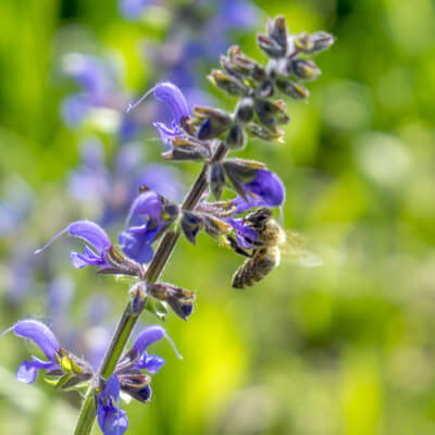 Wiesensalbei