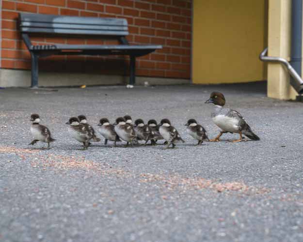 Junge Schellenten in der Stadt