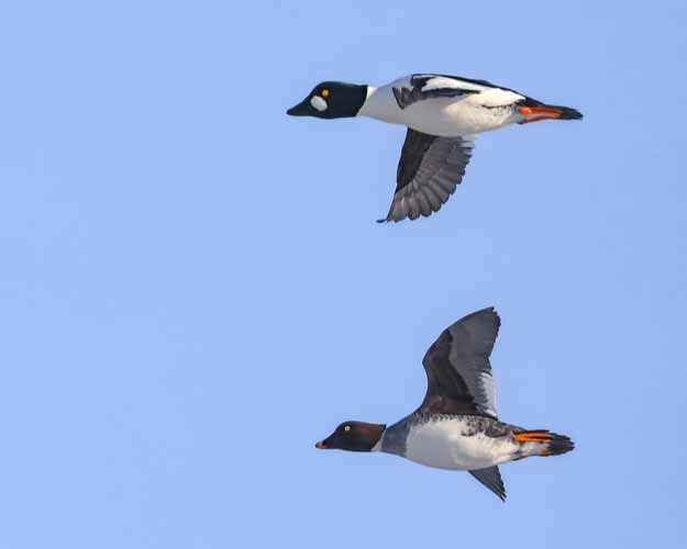 Fliegende Schellenten